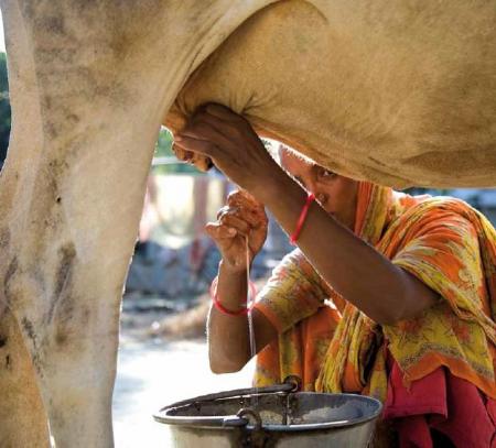 Milking-The-Poor-Actionaid-Sept2011